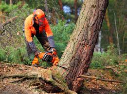 Best Tree Disease Treatment  in Rosamond, CA