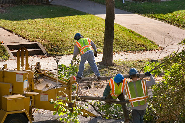 Best Lawn Disease Treatment  in Rosamond, CA