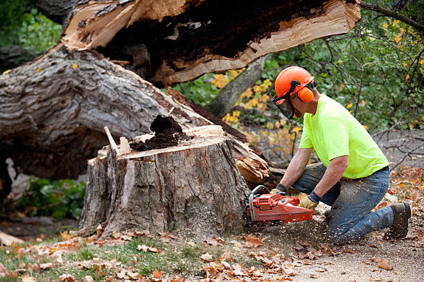 Best Tree Maintenance Programs  in Rosamond, CA