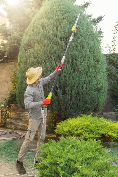 Best Organic Lawn Care Solutions  in Rosamond, CA