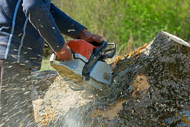 Best Fruit Tree Pruning  in Rosamond, CA